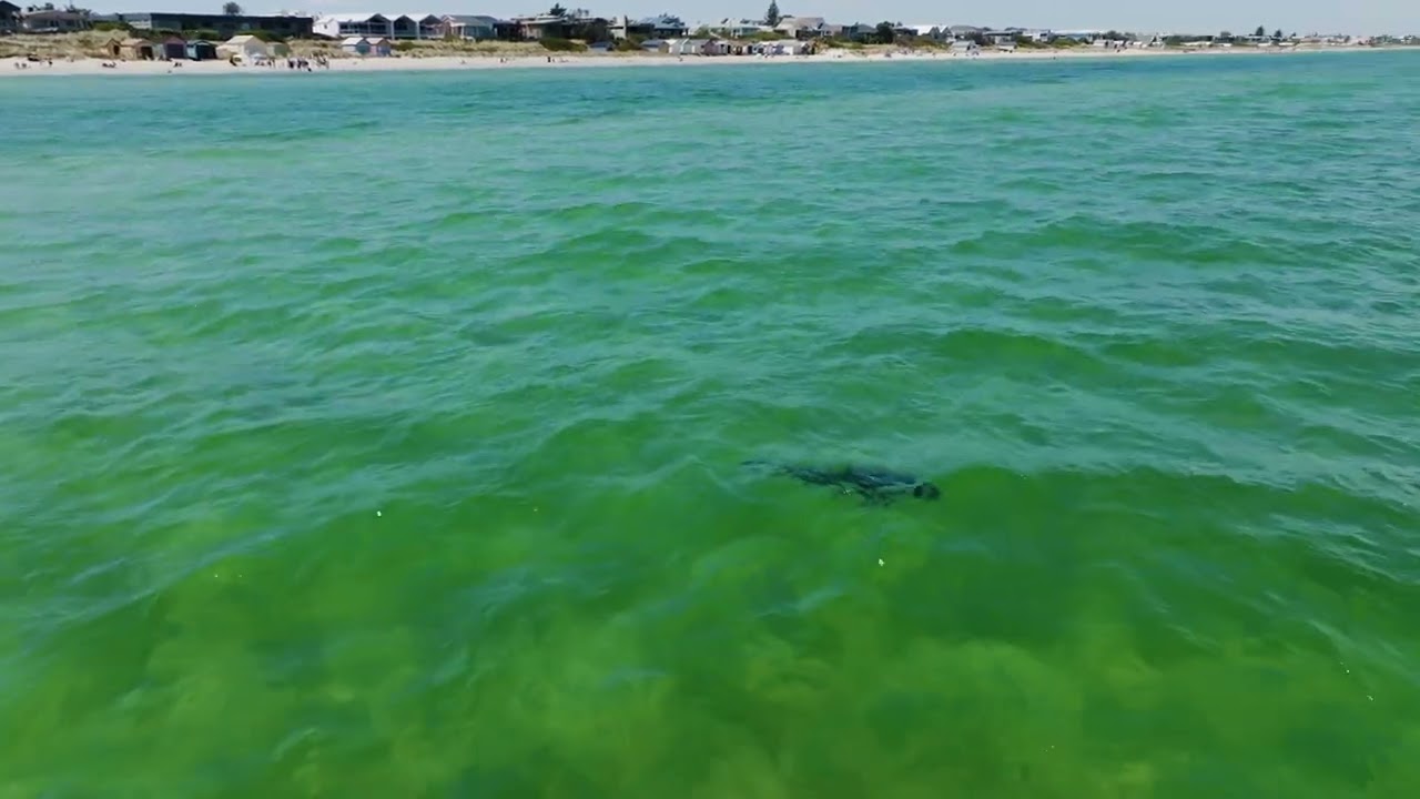 Edithvale Beach Shark