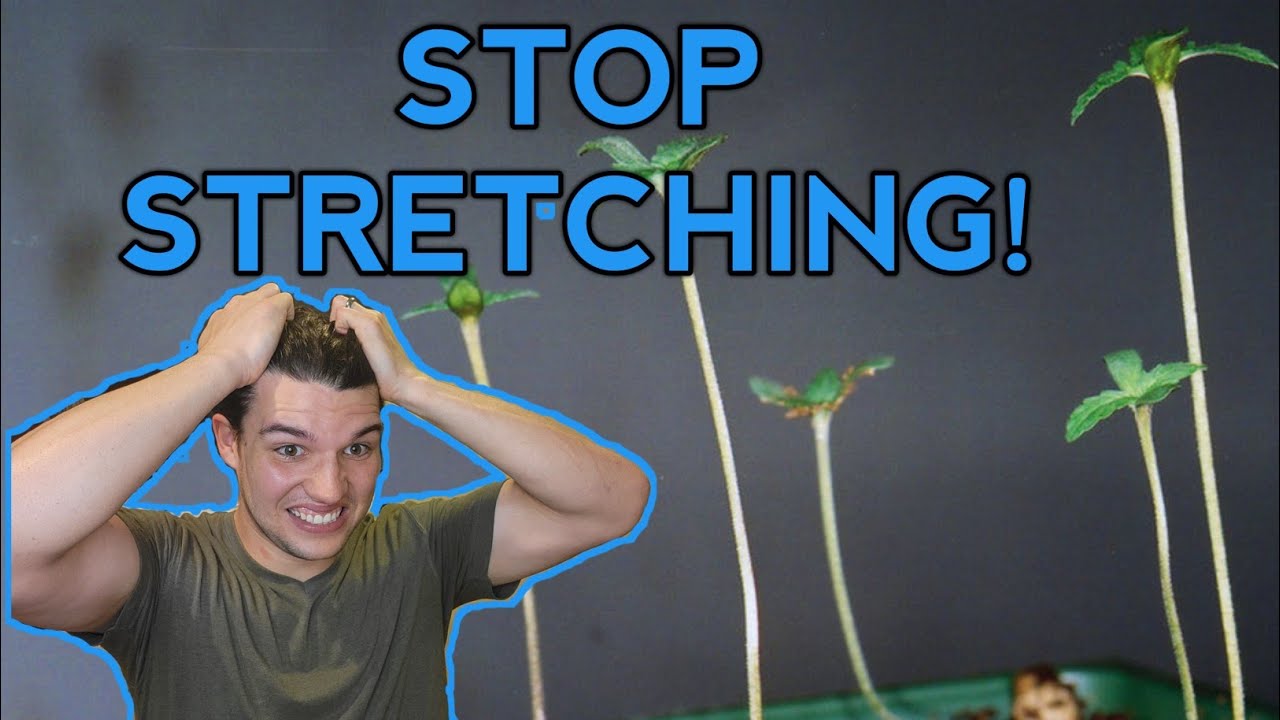 Не дайте рассаде вытягиваться!