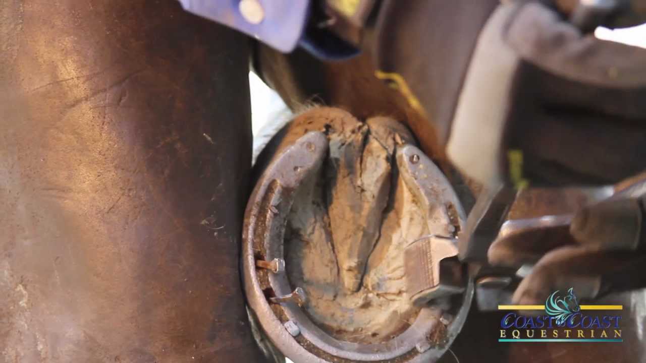 How to Pull a Horse Shoe