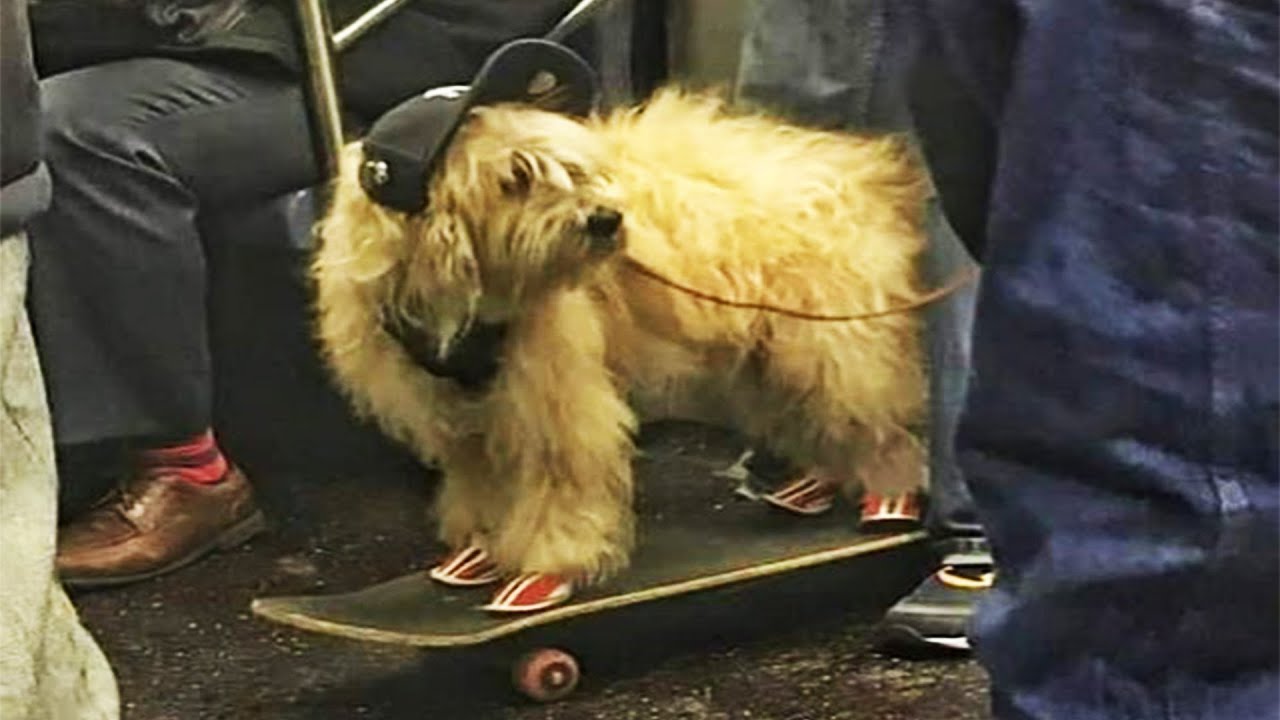 1 Hour Of Funniest Cats & Dogs Videos 😂 Hilarious Animals 2023 🐾