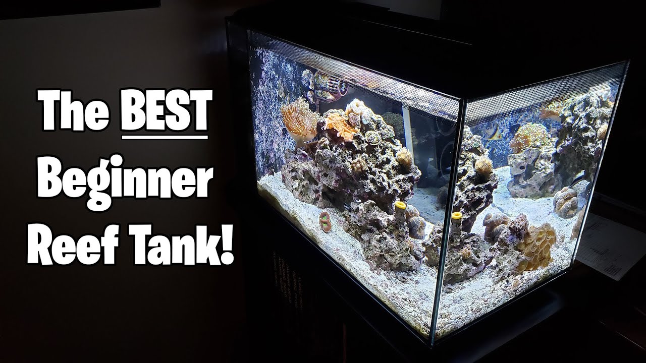 What's The BEST Beginner Saltwater/Reef Tank?!?