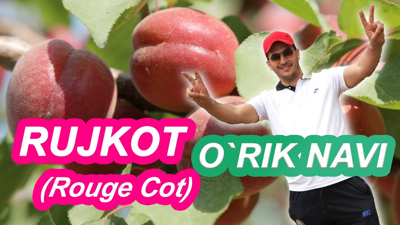 #Mirafruits Ружкот #RougeCot нави ва унинг афзалликлари