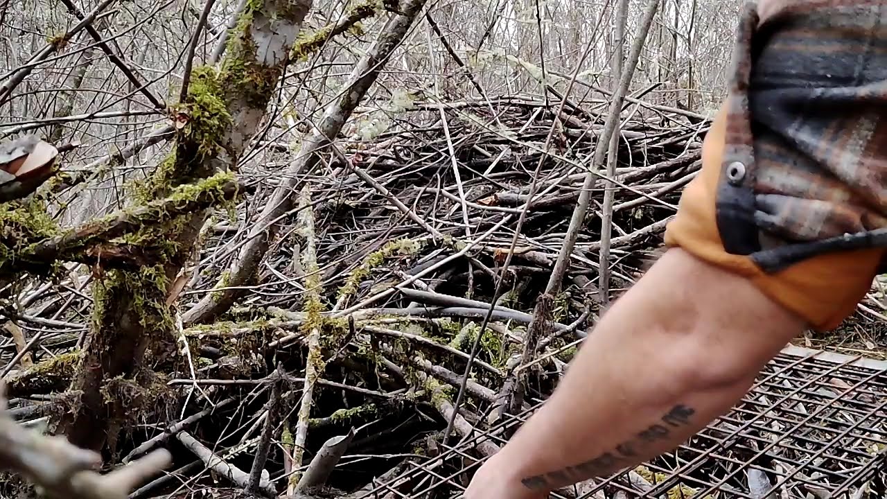 Tour on Beaver Trapping