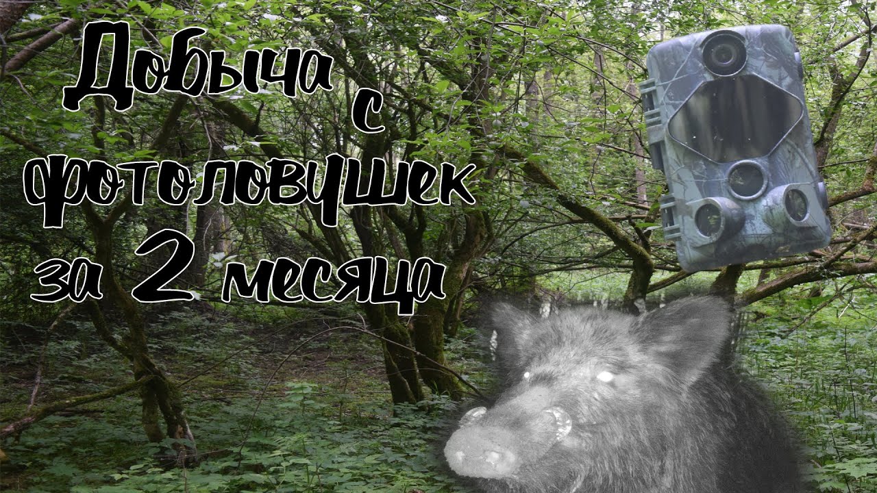 Добыча с фотоловушек за 2 месяца