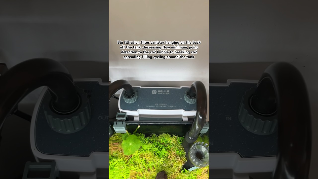 EP-21|SunSun-XBL-600|as my daily filtration planted tank aquarium|#aquarium #aquascape #bettatank