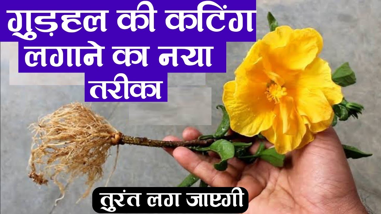 गुड़हल की कटिंग लगाने का नया तरीका तुरंत लग जाएगी | Gudhal Ki Cutting Kaise lagaen |Hibiscus Cutting