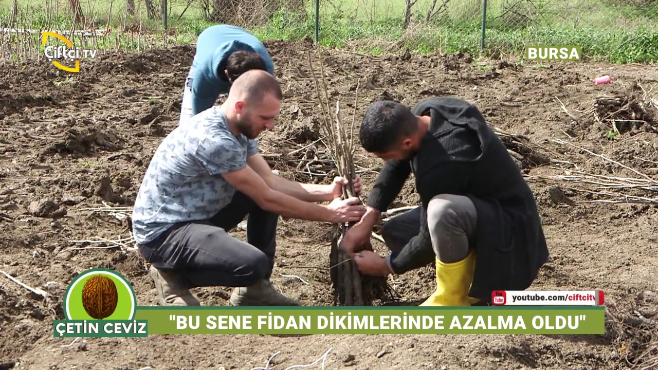 Ceviz Fidanı Temin Ediliriken Nelere Dikkat Etmeliyiz - Çetin Ceviz / Çiftçi TV