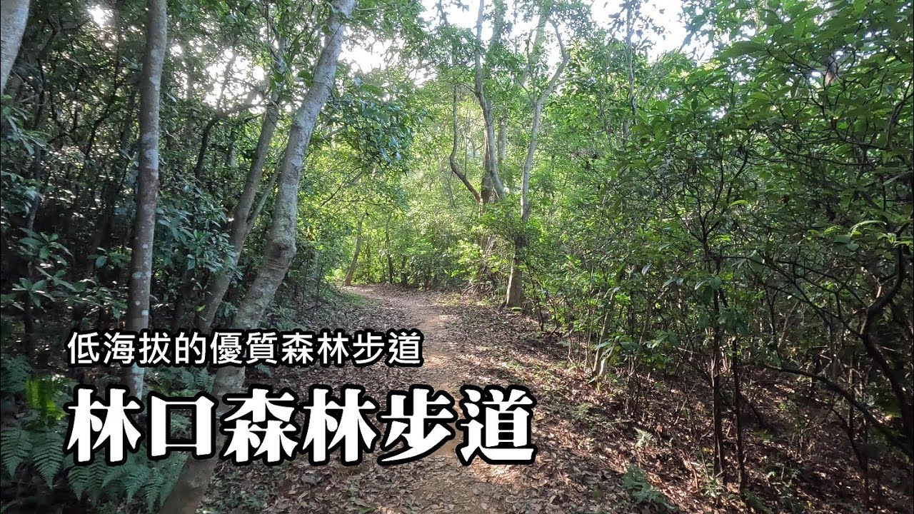 低海拔的森林浴步道，落差不超過50公尺，指標超清楚，多環路線任你遊~林口森林步道