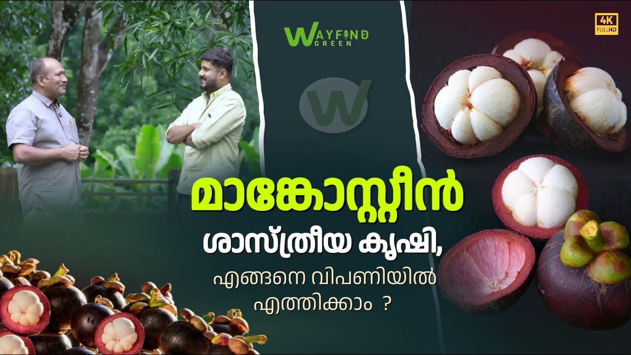 മാങ്കോസ്റ്റീൻ ശാസ്ത്രീയ കൃഷിരീതി, എങ്ങനെ വിപണിയിൽ എത്തിക്കാം | Mangosteen | SUBIN JOSEPH | NAVEEN
