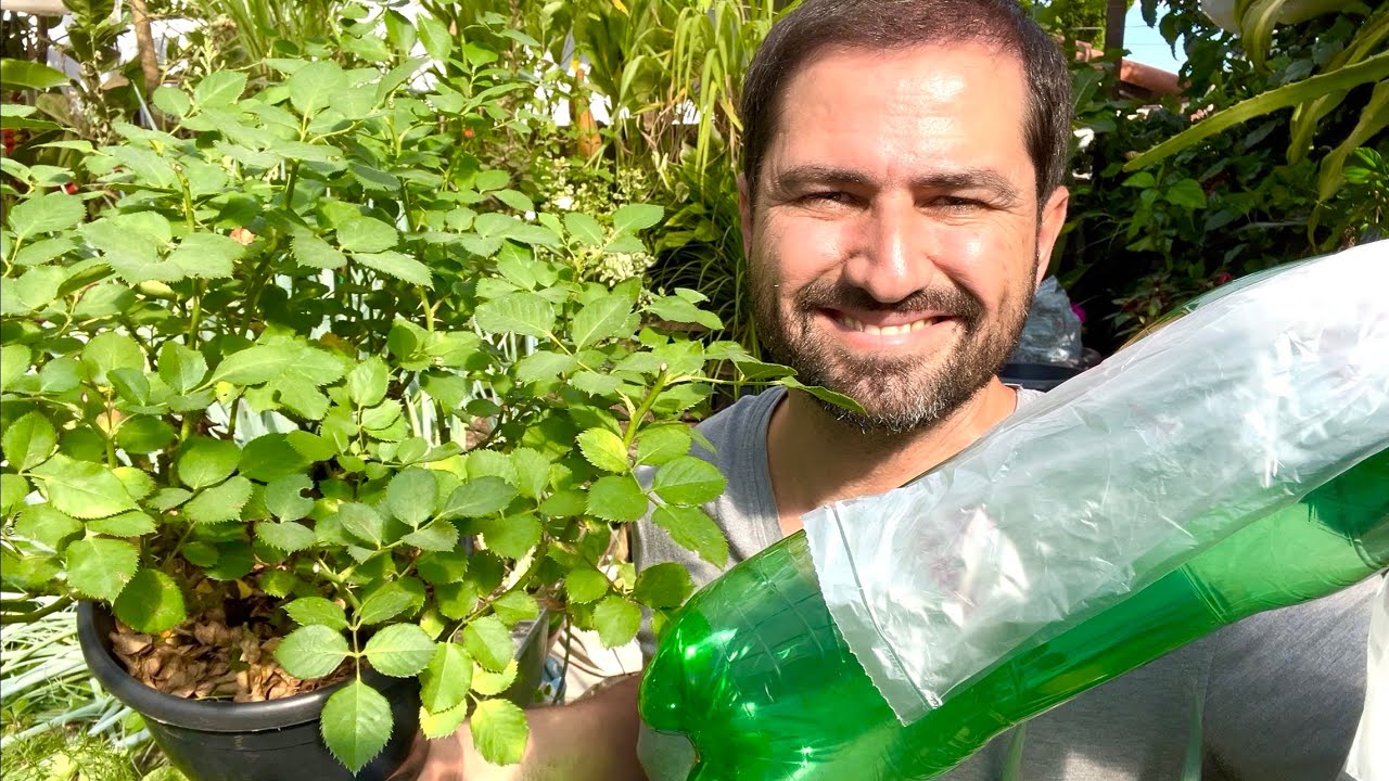 COMO FAZER MUDA DE ROSAS COM PET E SACO PLÁSTICO - INFALÍVEL 