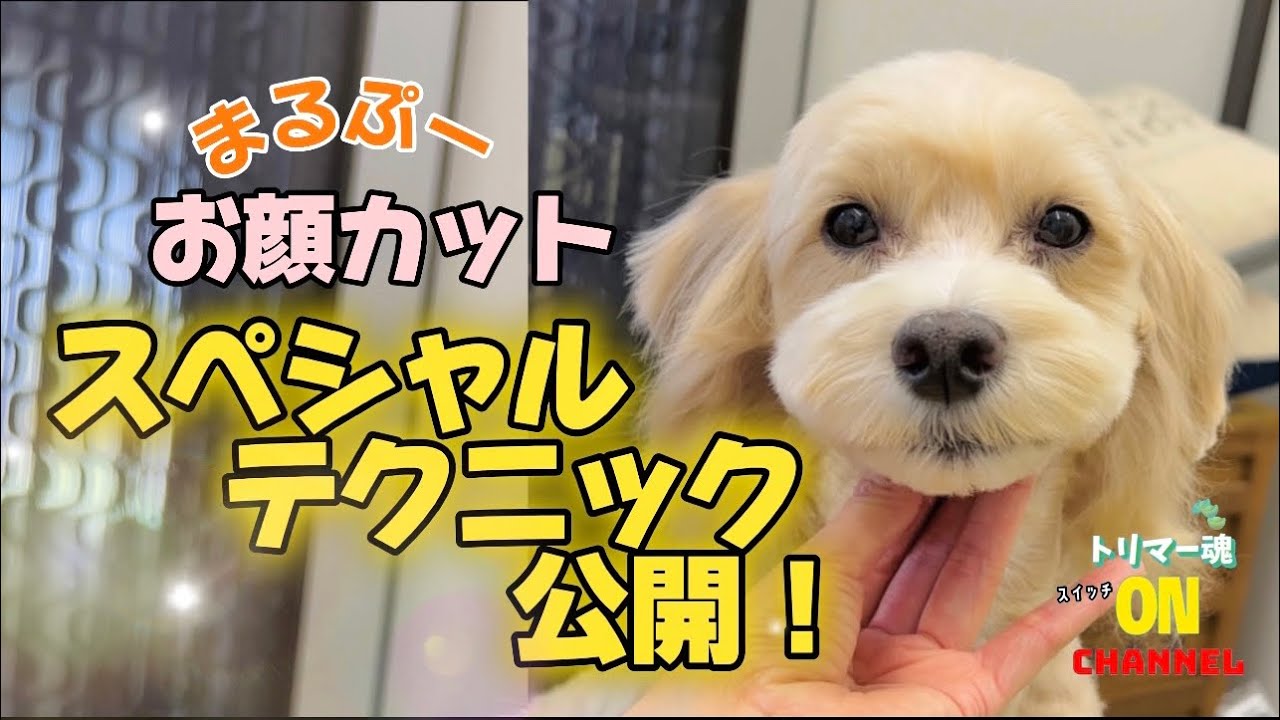 マルプートリミング お顔カットのコツ！うねる被毛もコレで退治！