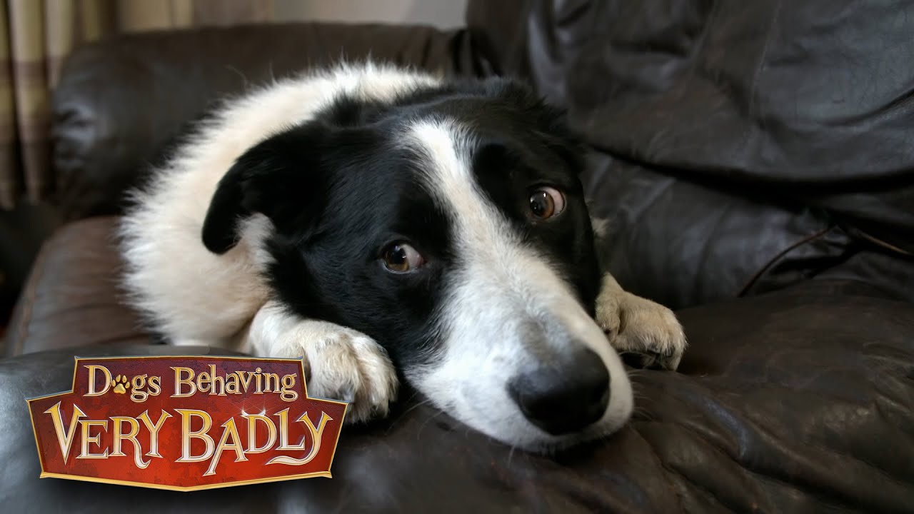 Most Emotional Moments | Dogs Behaving (Very) Badly