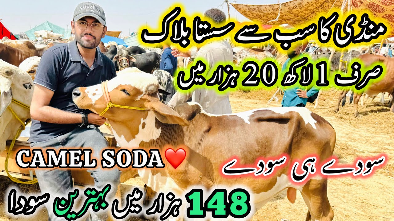 Northern Bypass Mandi Rates And Bargaining | 27 May 2025 | Bakra Eid Season 2025