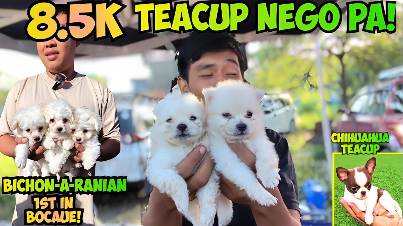 BAGSAK PRESYO ANG MGA TEACUP SA BOCAUE BULACAN PET MARKET! 01/23/26