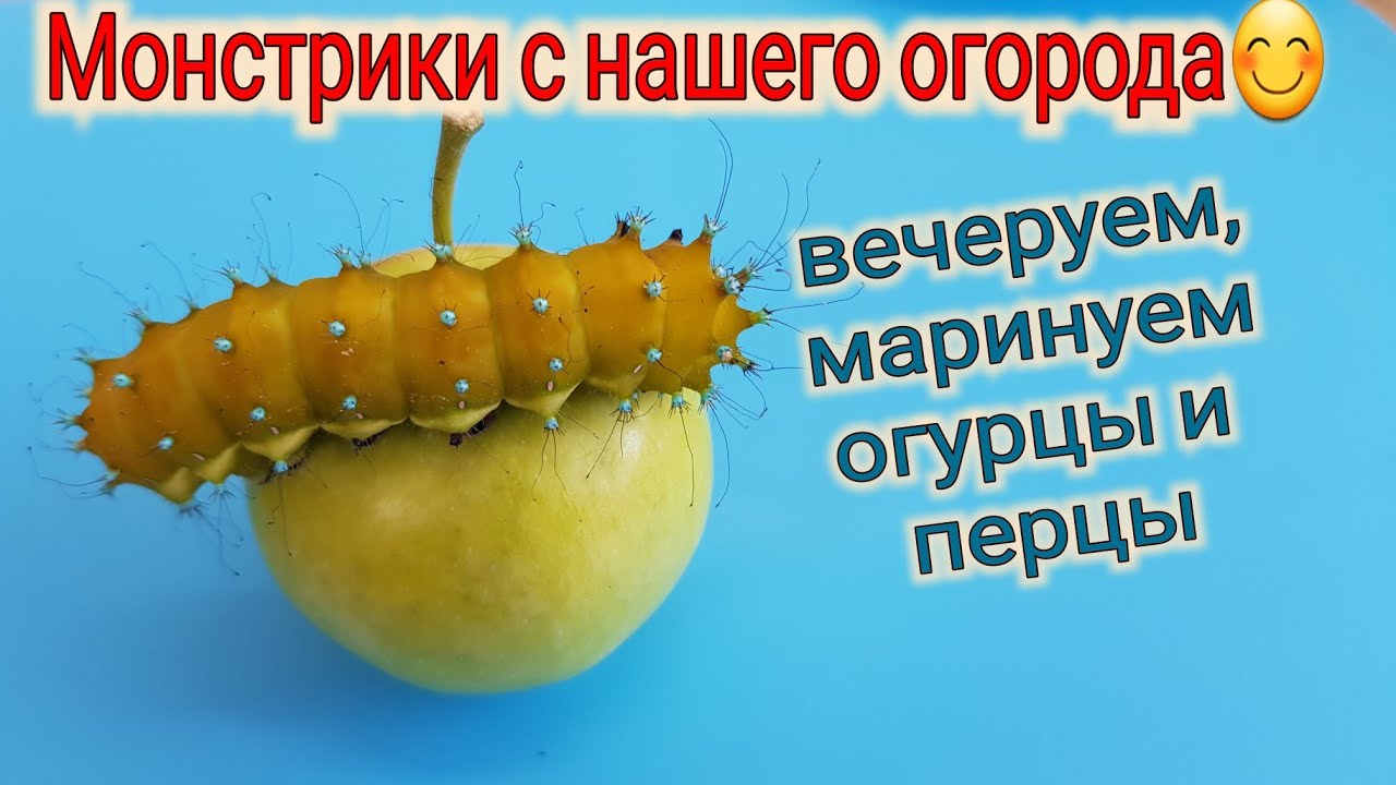 Ейск🌹Вечеруем, маринуем перцы и огурцы. Какие жители обитают у нас в огороде. У нас гости))...