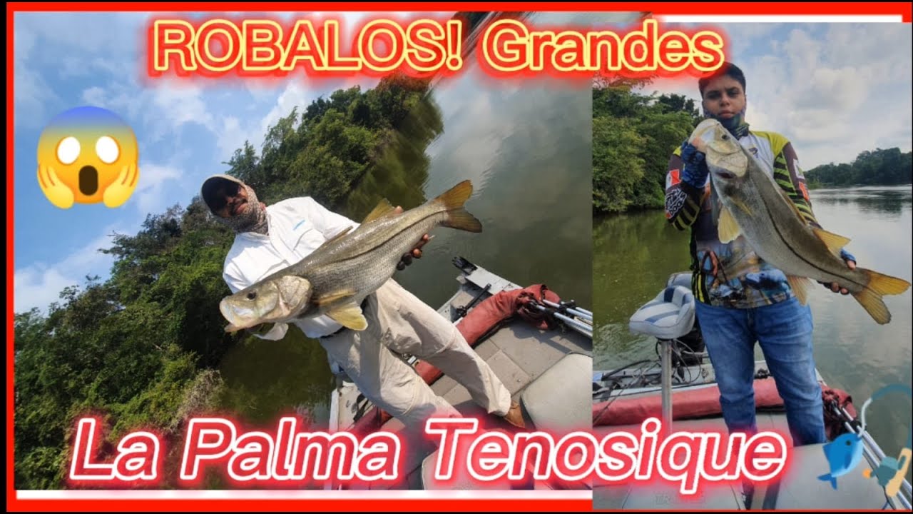 Este río está lleno de ROBALOS// PESCA DE ROBALOS//La Palma, Tabasco #robalo #snook
