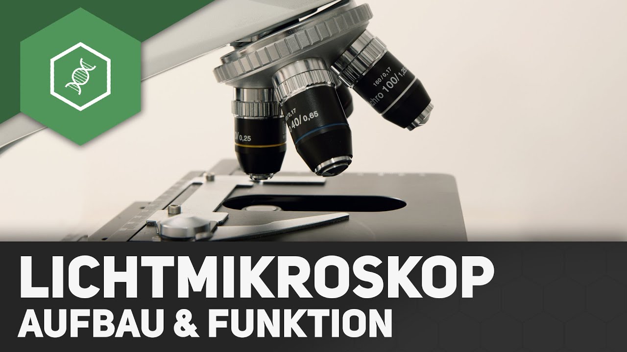 Das Lichtmikroskop – Aufbau und Funktion