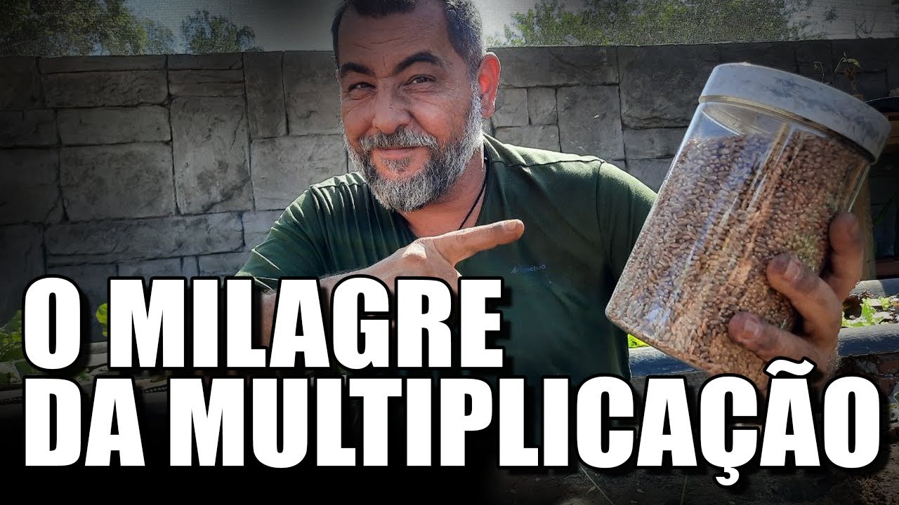 COMO PLANTAR TRIGO EM CASA |  DO GRÃO AO PÃO | AUTOSSUFICIENCIA VIVENDO FORA DA REDE