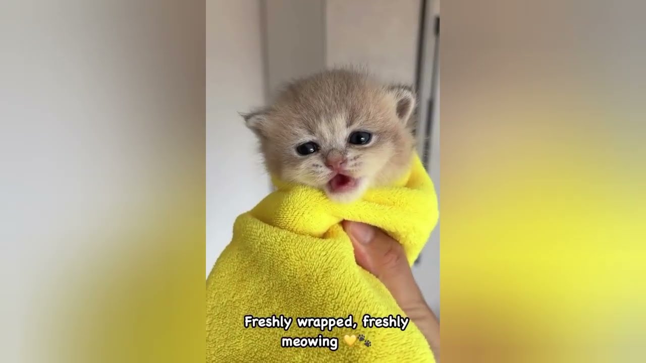 You Laugh You Lose 😹😂 Funniest Cats and Dogs 