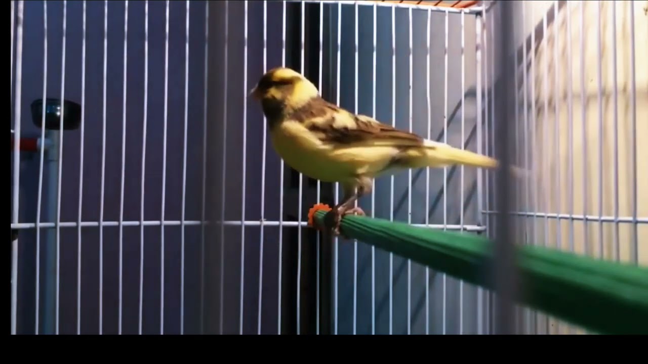 Canary Singing Therapy – Ambiance zen et entraînement oiseaux