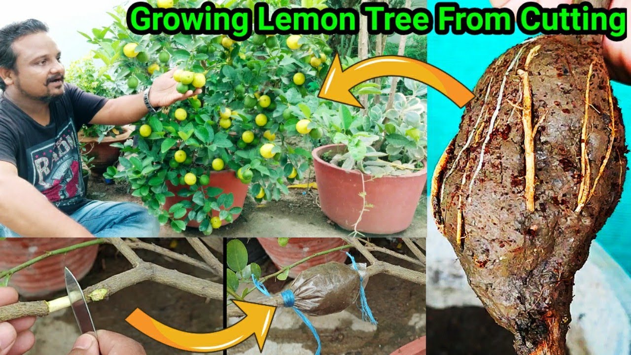 How to do Air Layering in lemon tree with only soil, Fast And Easy Method to grow lemon cutting