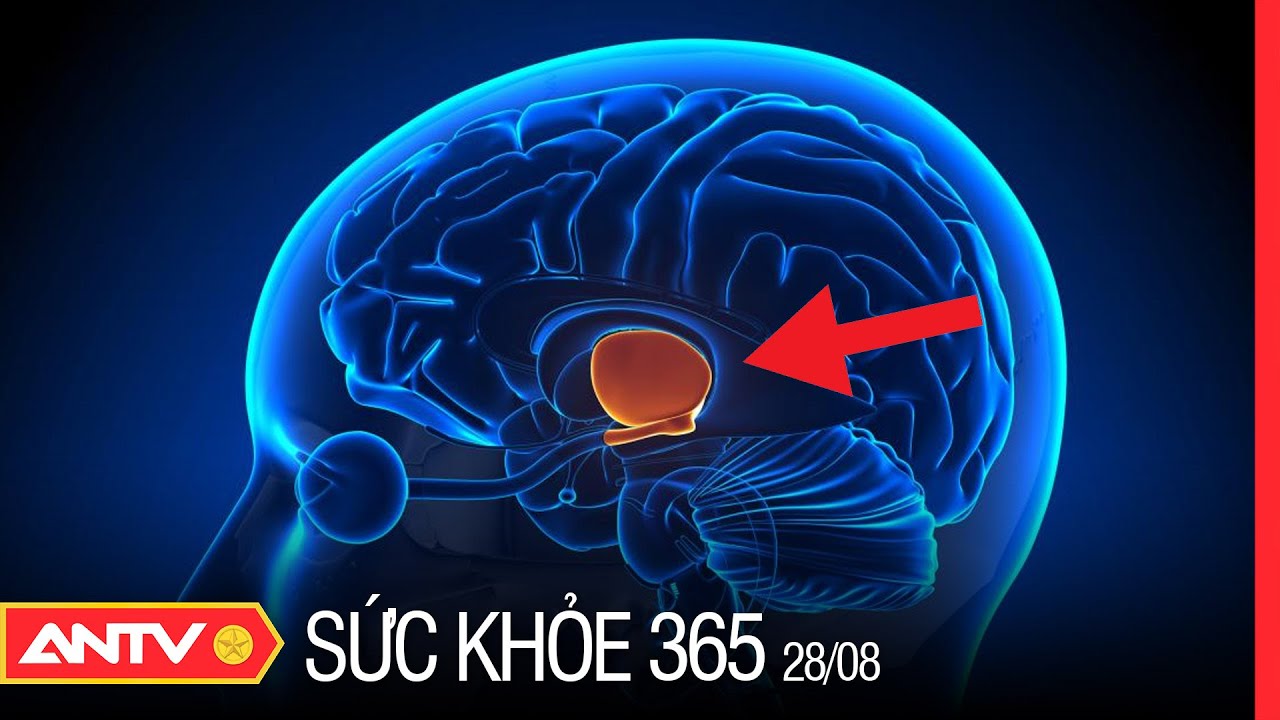 Tuyến y&ecirc;n nằm ở đ&acirc;u v&agrave; c&oacute; vai tr&ograve;, chức năng g&igrave; đối với cơ thể? | Sức khỏe 365 | ANTV