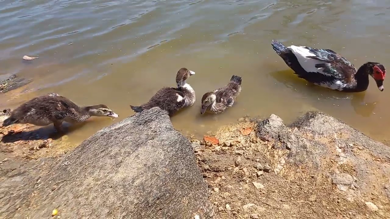 Alimentando os Patos... aventura