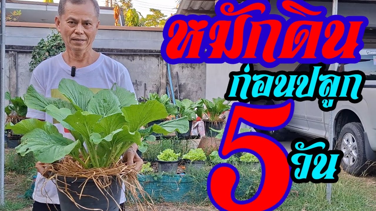 หมักดินก่อนปลูกผัก5วันผักโคตรงาม