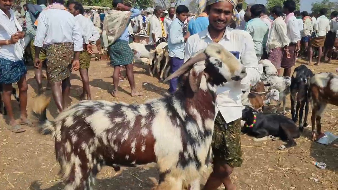 Kunta goat market |