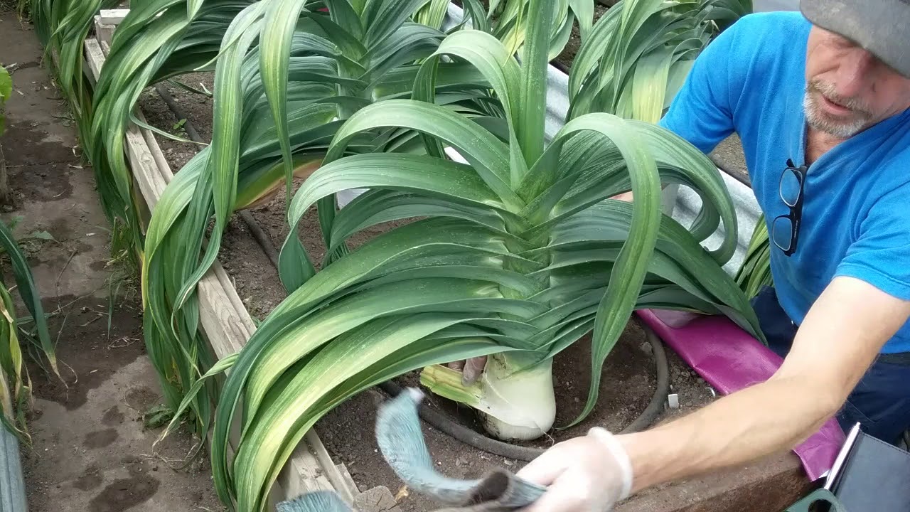 Willy's Wheelbarrow - Show Leek check, 4 weeks, first measurement.