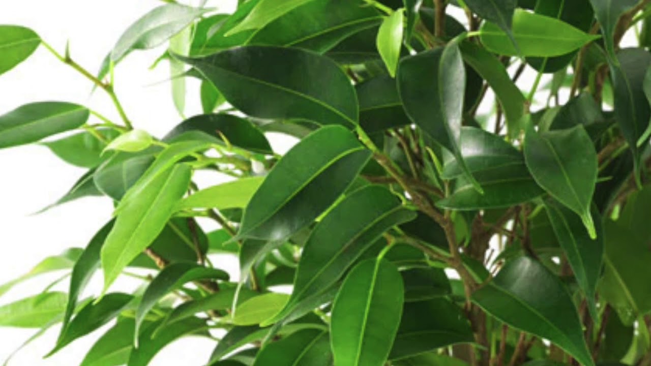 Ficus Benjamina Natasja | Cuidados y Consejos | Infojardineria.es