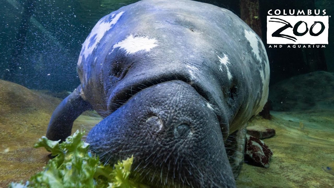 Saving Florida Ecosystems, One Manatee At A Time