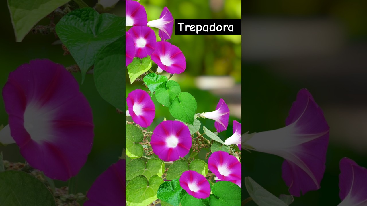 Planta trepadora de sol y f&aacute;cil cuidado #enredaderas #plantasresistentes