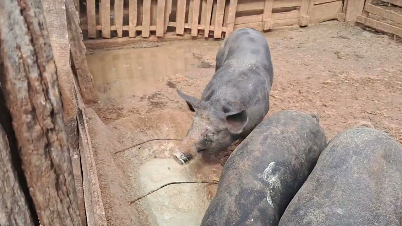Como tratar de porco muito barato 