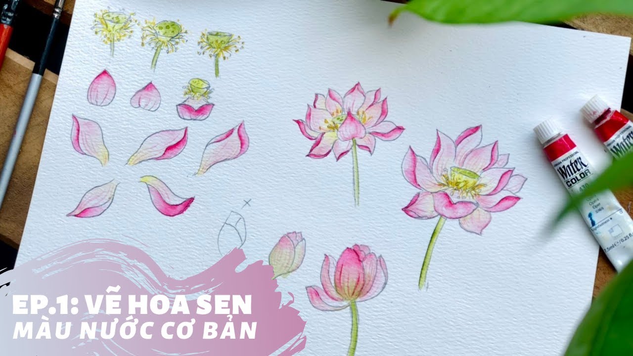 Ep.1 Hướng dẫn vẽ hoa sen | Vẽ tranh sen màu nước cơ bản