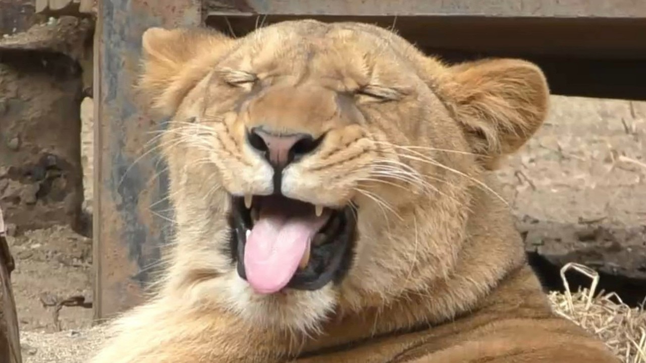 フレーメン顔も可愛いクレイちゃん（ライオン）とべ動物園にて