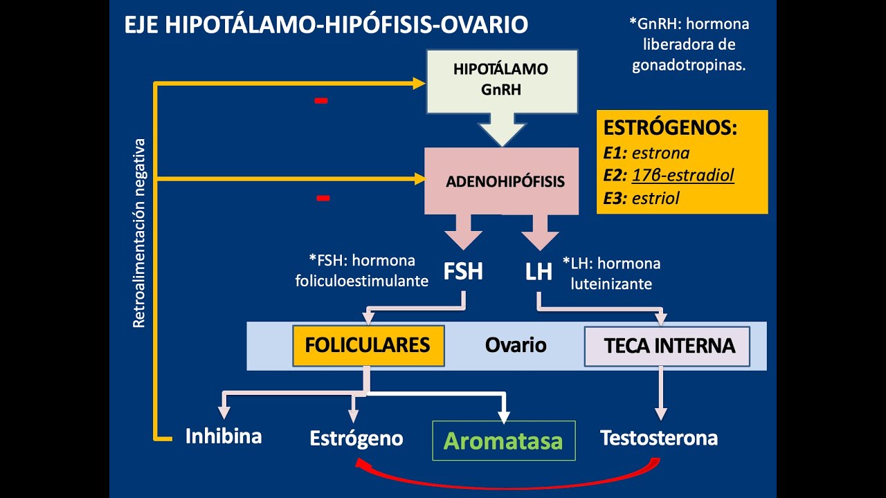 Embriología: gametogénesis (general, espermatogénesis y ovogénesis)