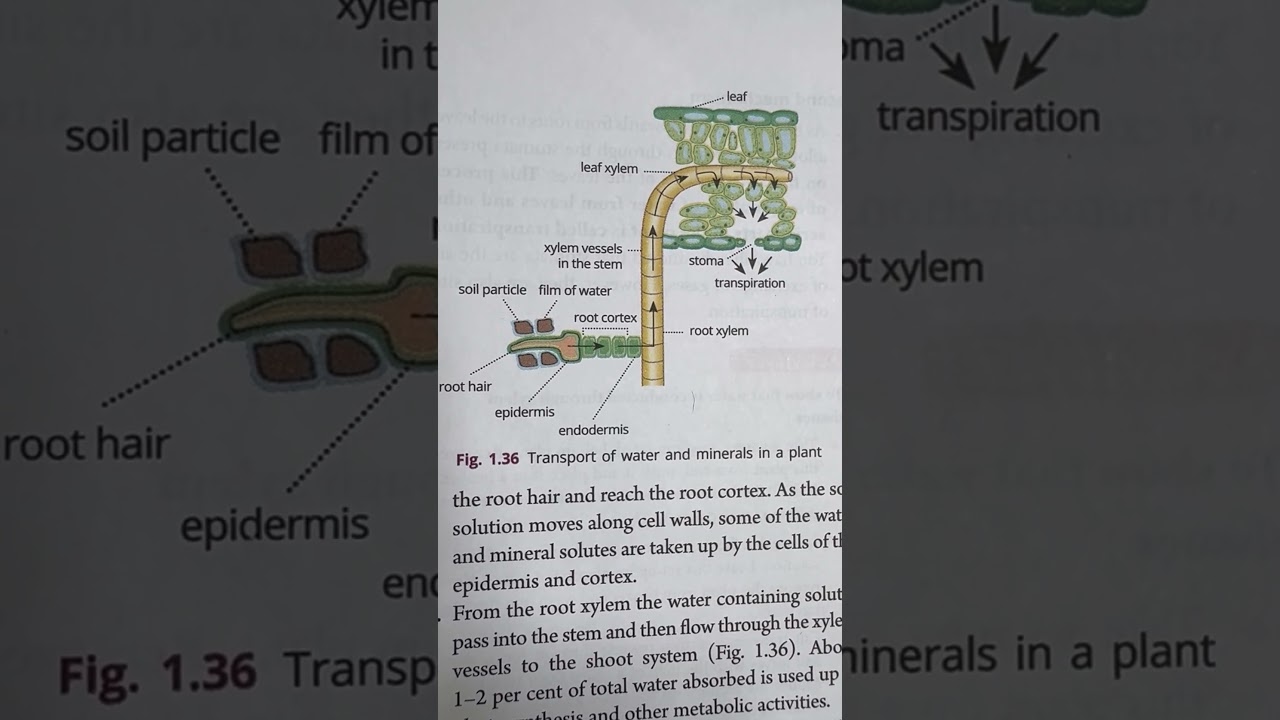 Transport of water and minerals in a plant