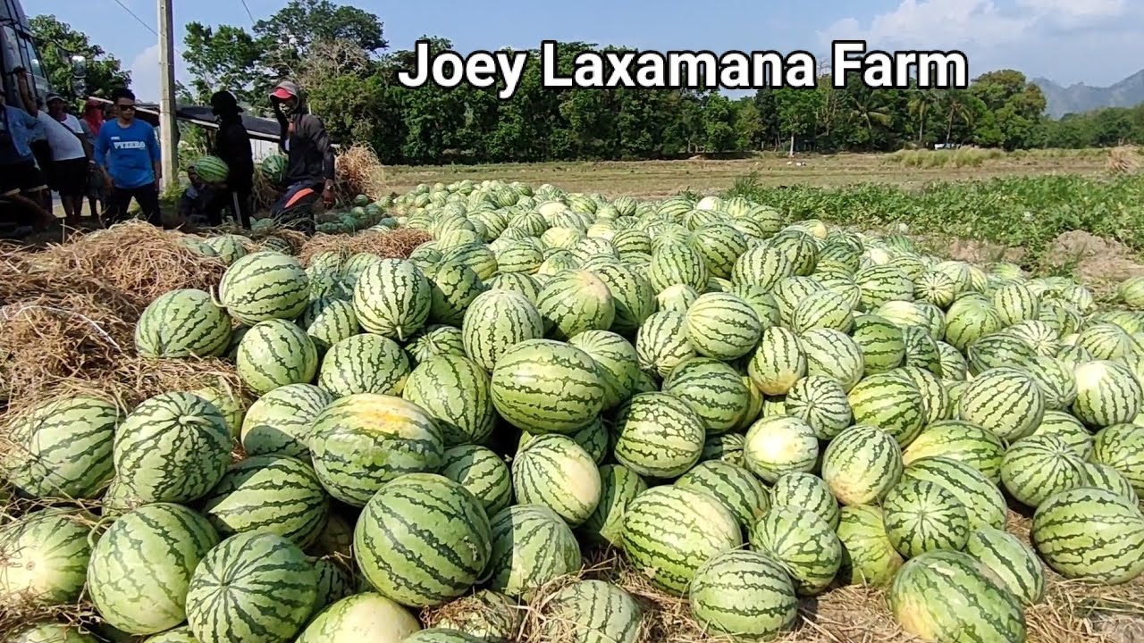 SUCCESSFUL WATERMELON (PAKWAN) FARMER