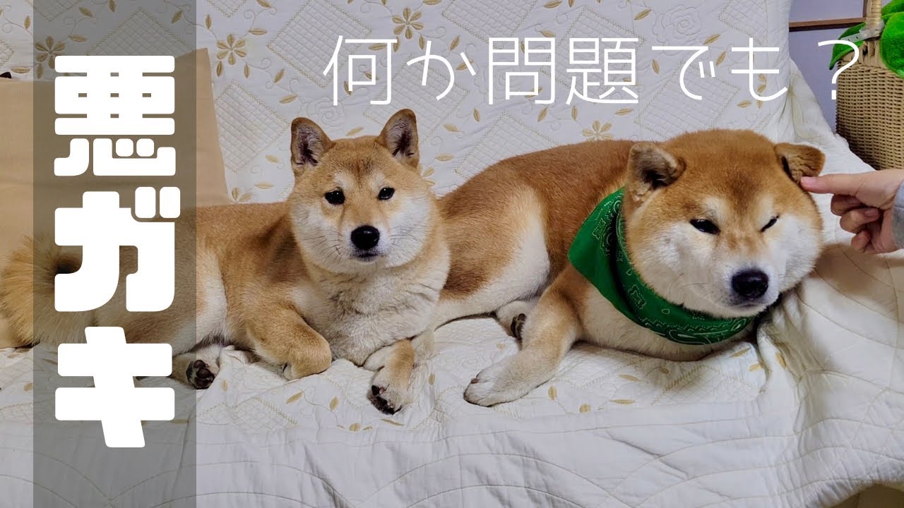 実家帰省２日目、何しても怒られないと過信している柴犬と豆柴