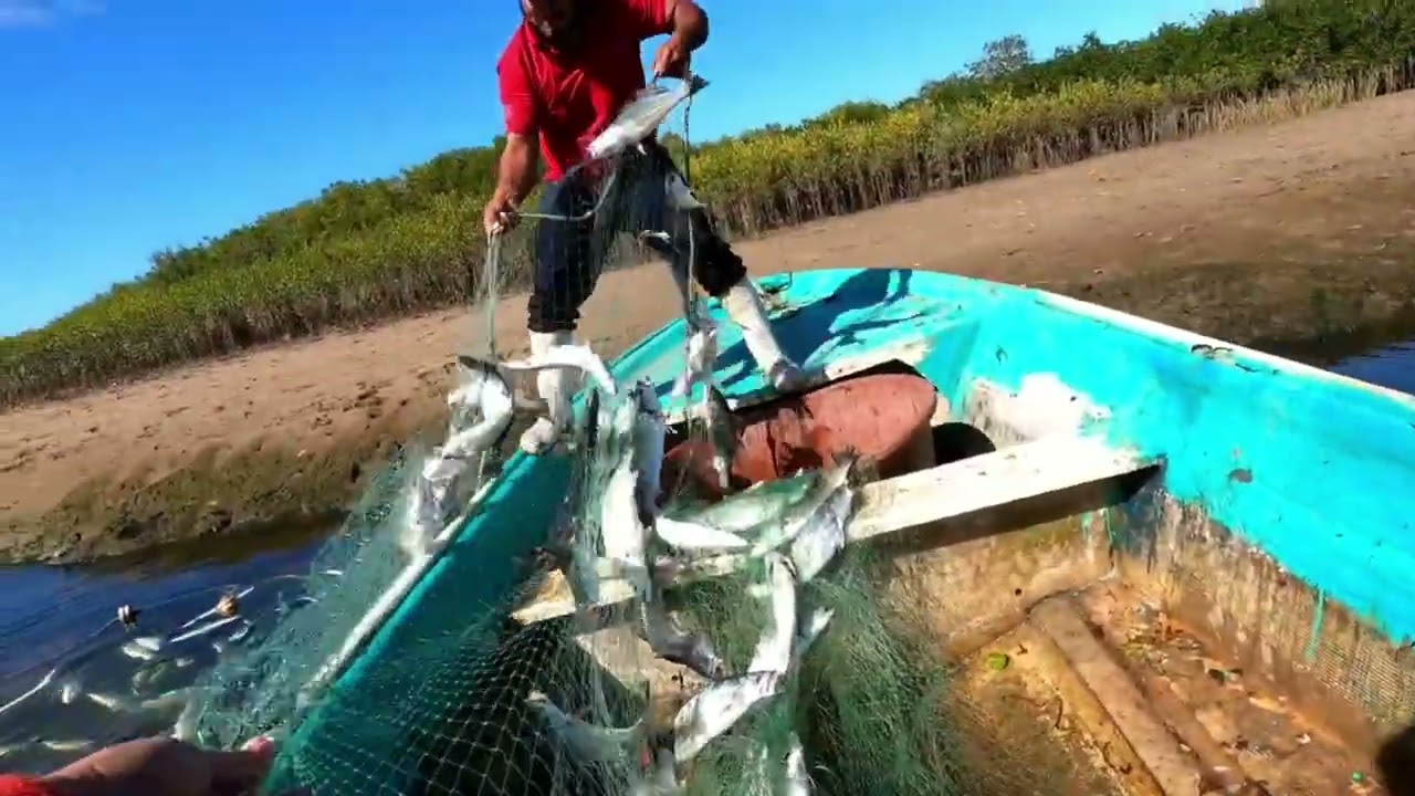 En esta pesca se llenaron las redes