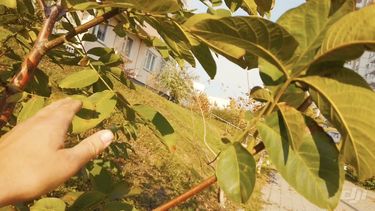 Растет ли грецкий орех в Москве? Да! ? Но,  что для этого нужно?