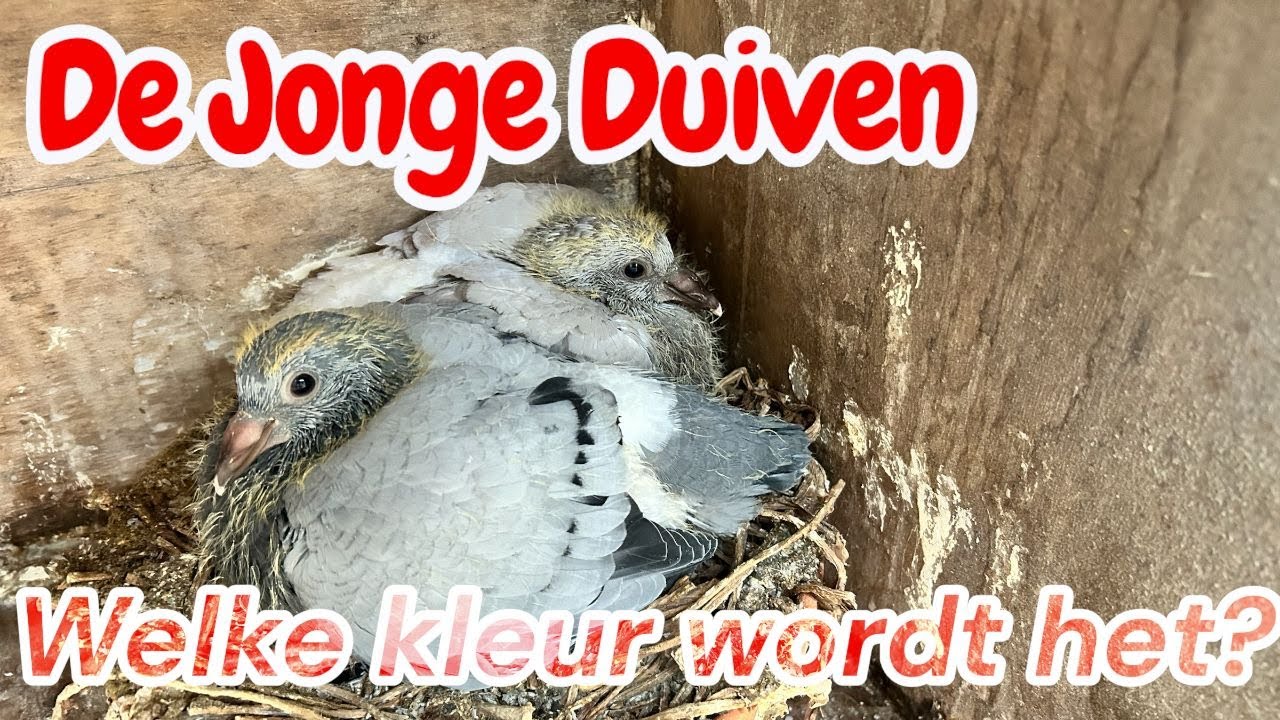 De jonge duiven | Welke kleur wordt het? | Kweekseizoen 2026 |