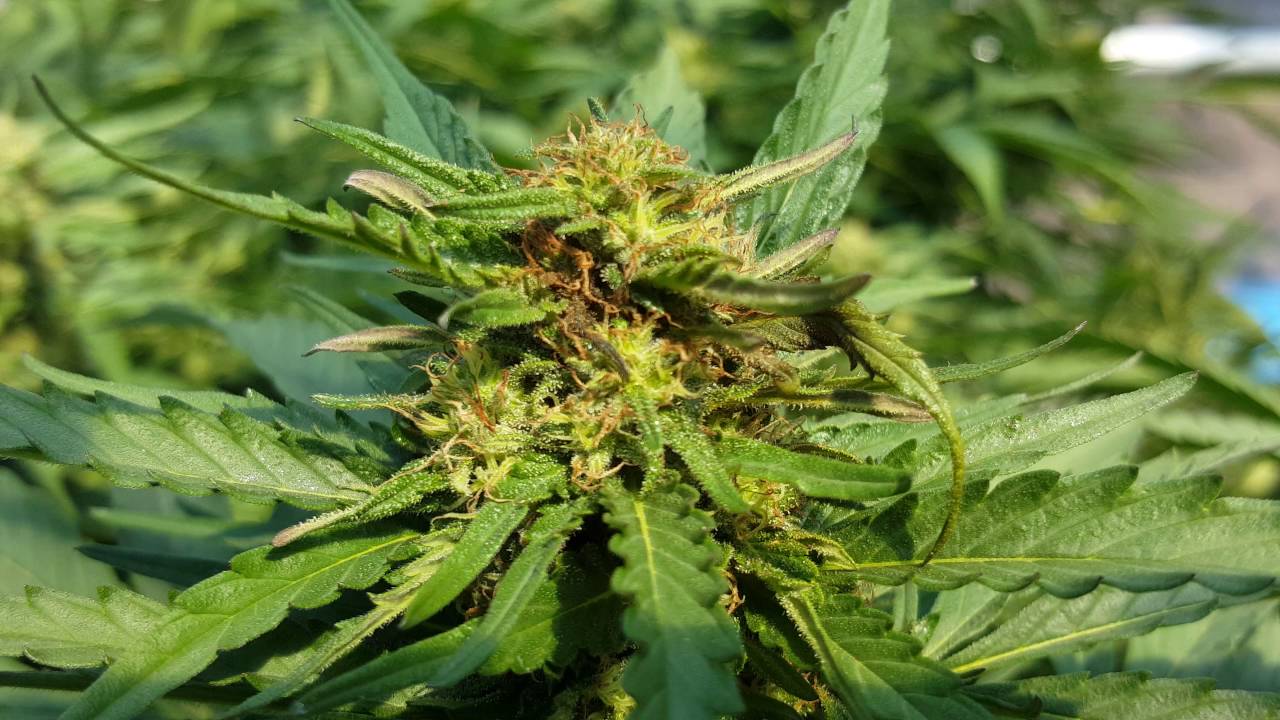 Spraying cannabis for caterpillars