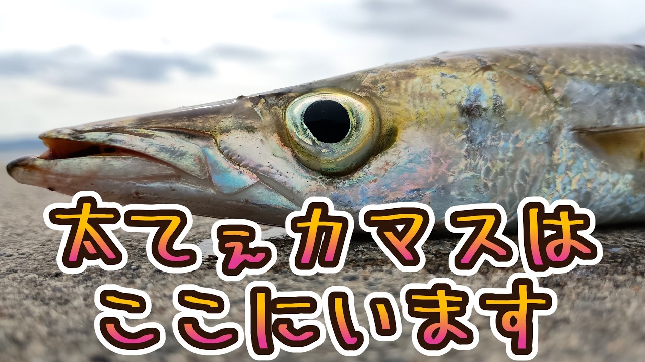 【小名浜港→大津港】初場所に遠征したけど結局アソコが爆釣なんだよな、カマスも太てぇし　ってなる動画