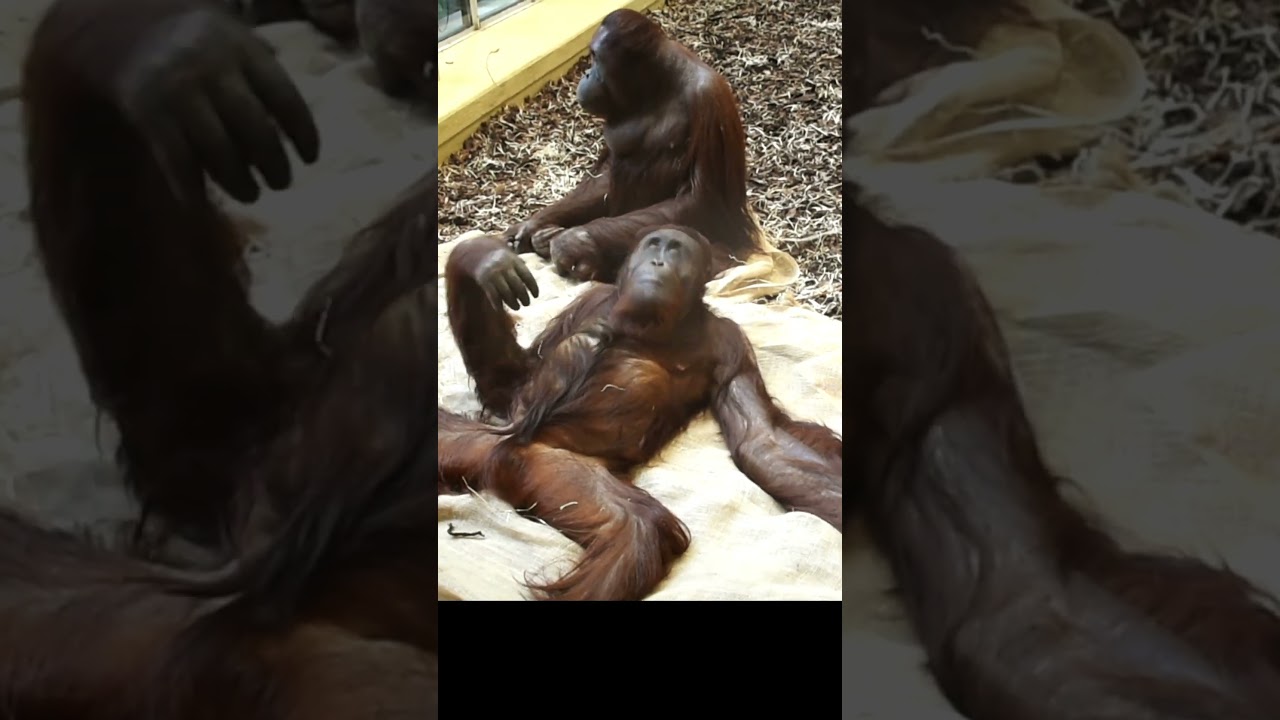 You Won't Believe This Orangutan's Reaction!#shorts#orangutans#funnyvideo#funnyanimals