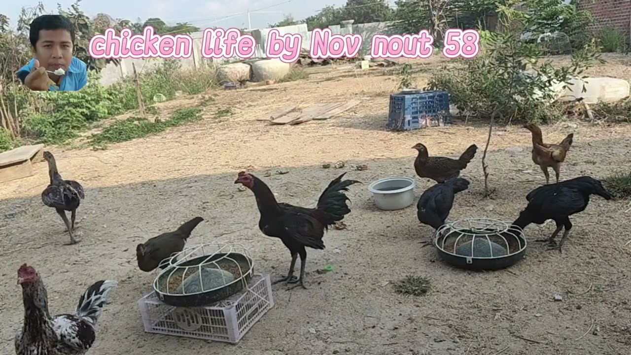 Giving Our Flocks Their Complete Chicken Feed 58