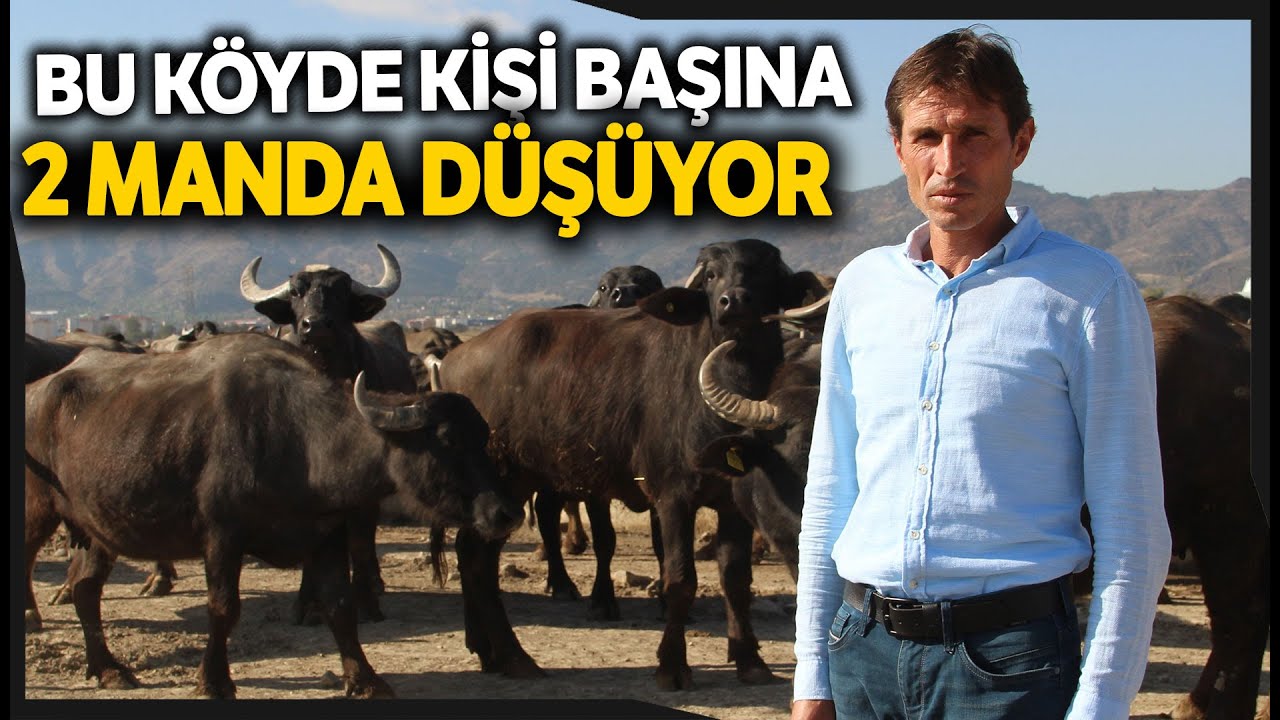 Küçükçobanlı Köyünün Tamamı Mandacılıkla Uğraşıyor