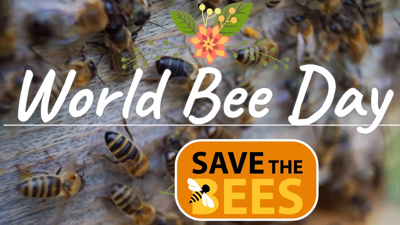 World BEE Day for kids | Miss Ellis 💜 #savethebees 🐝🐝🐝