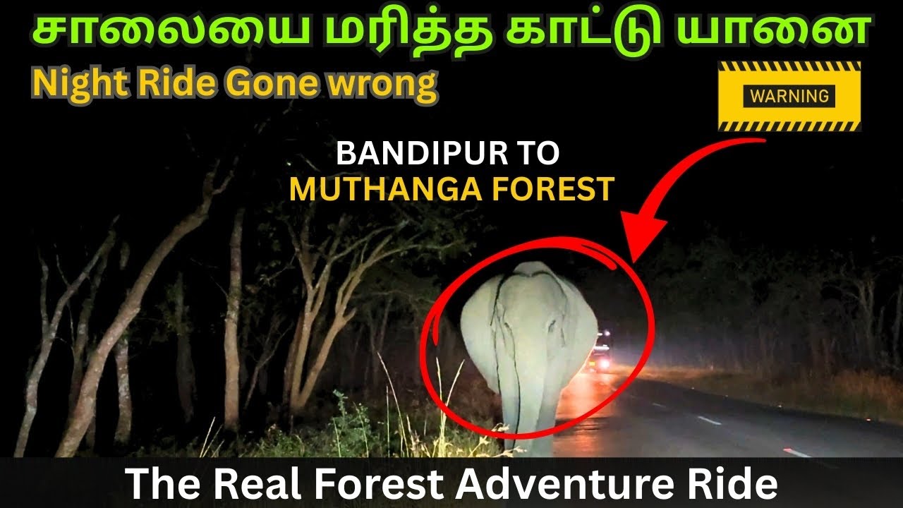 முத்தங்கா காட்டு சாகசம் 🐘 | Wild Elephant Spotting in Muthanga Forest via Bandipur National Park